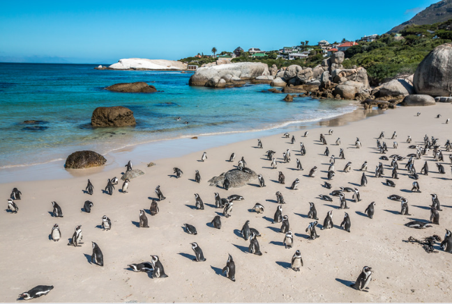 Cape Town with Urban Folx Travel
