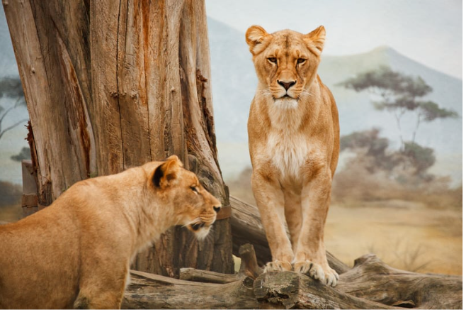 SA lions