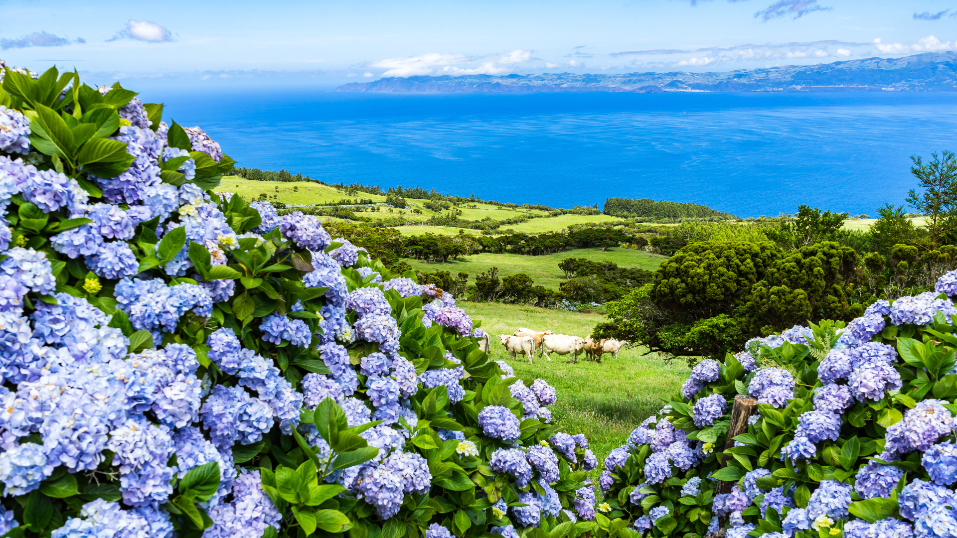 The Azores 10